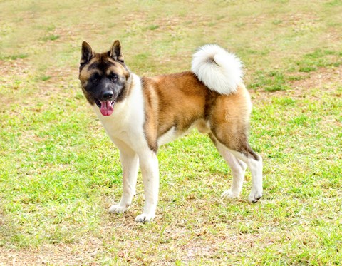 Photo of a American Akita