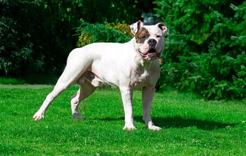 Photo of a American Bulldog