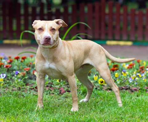 Photo of a American Pit Bull Terrier