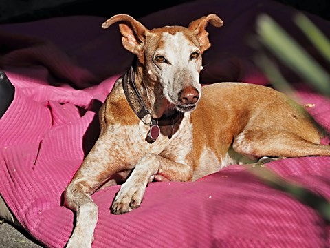 Photo of a Podenco Canario