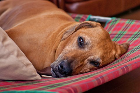 Photo of a Redbone Coonhound