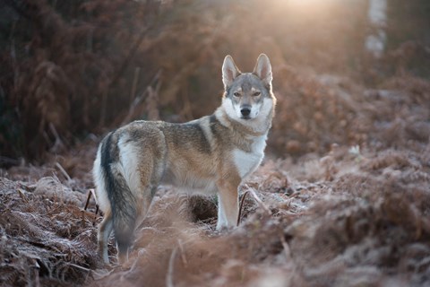 Photo of a Tamaskan