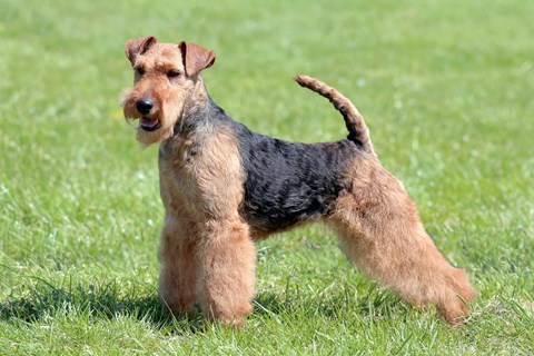 Photo of a Welsh Terrier