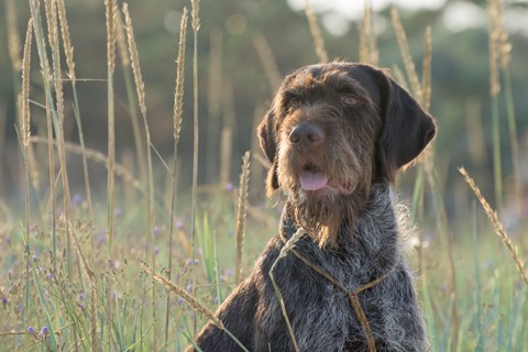 Photo of a Wirehaired Pointing Griffon