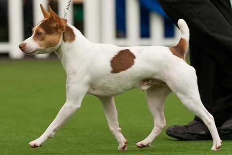 Photo of a Tenterfield Terrier