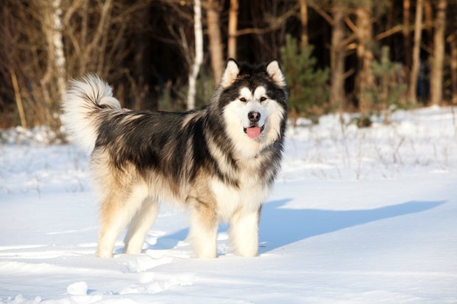 photo of a alaskan malamute