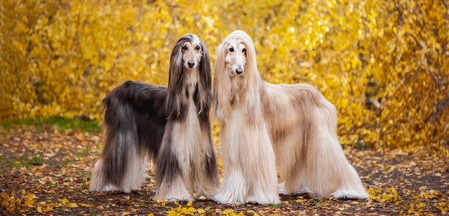 photo of a afghan hound