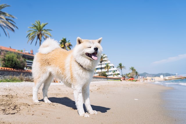 photo of a akita inu