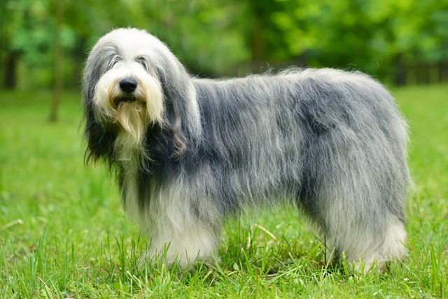 photo of a bearded collie