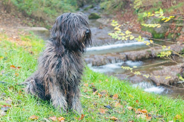 photo of a bergamasco shepherd dog