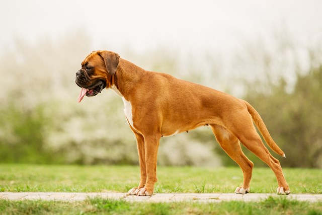 photo of a boxer