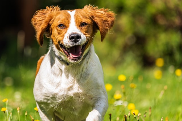 photo of a brittany