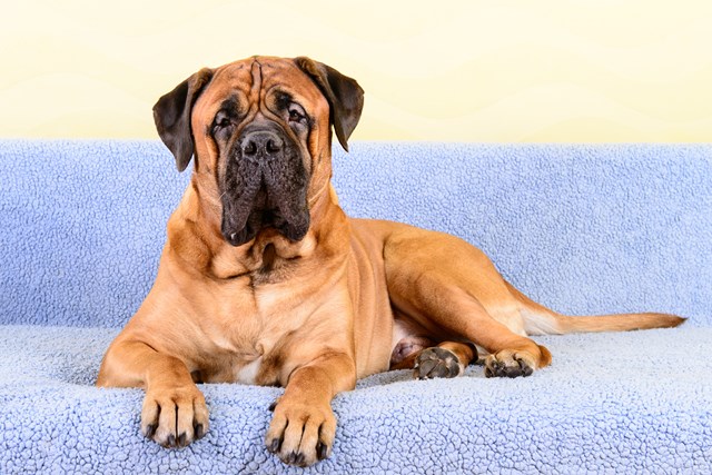 photo of a bullmastiff