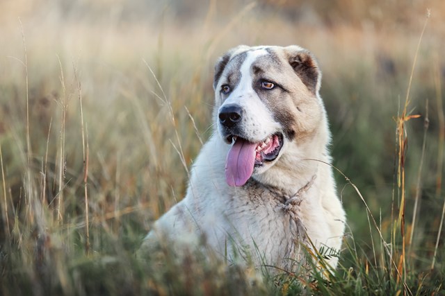 photo of a central asian shepherd dog