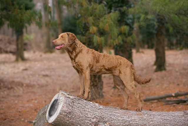 photo of a chesapeake bay retriever