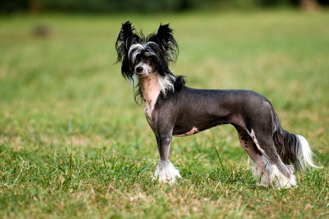 photo of a chinese crested dog