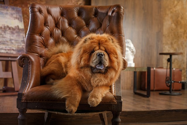 photo of a chow chow