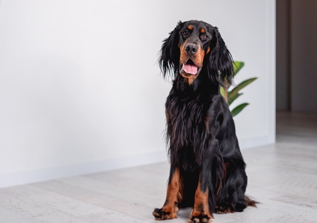 photo of a gordon setter