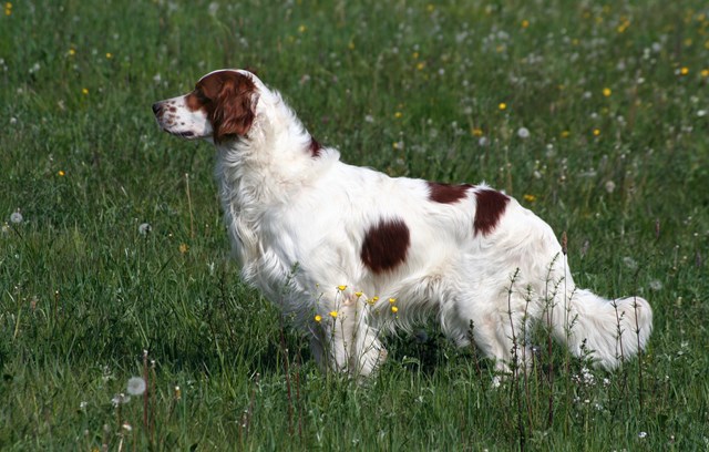 photo of a irish red and white setter