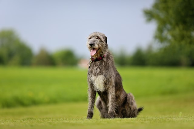 photo of a irish wolfhound