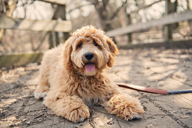 photo of a labradoodle