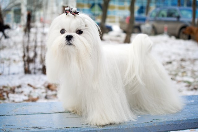 photo of a maltese