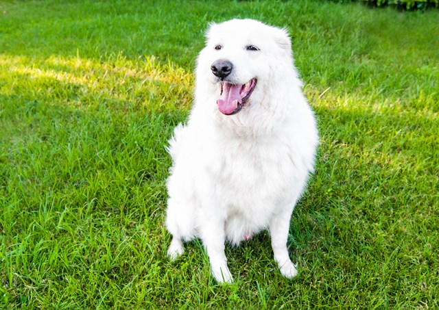 photo of a maremma sheepdog