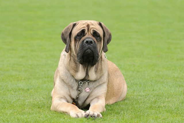 photo of a mastiff