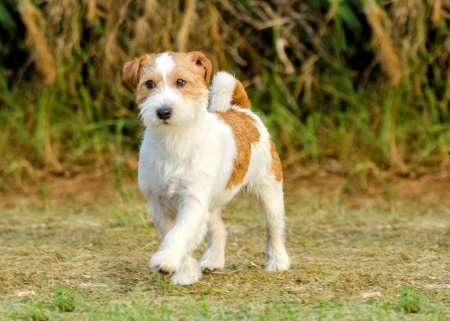 photo of a parson russell terrier