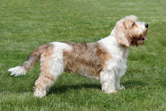 photo of a petit basset griffon vendeen