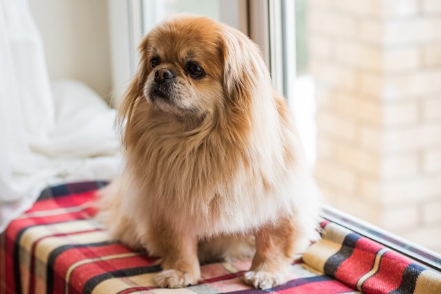 photo of a tibetan spaniel