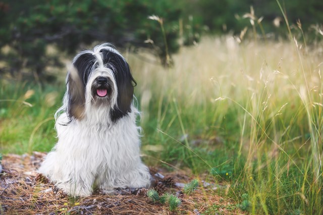 photo of a tibetan terrier