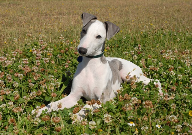 photo of a whippet