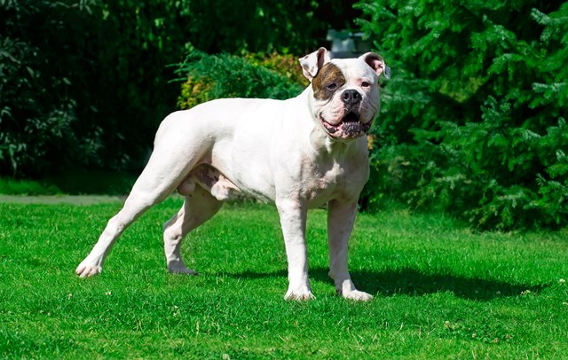 photo of a american bulldog