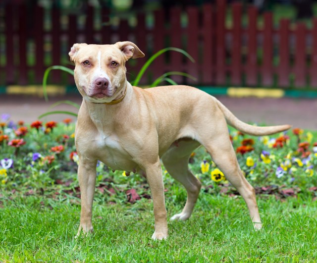 photo of a american pit bull terrier