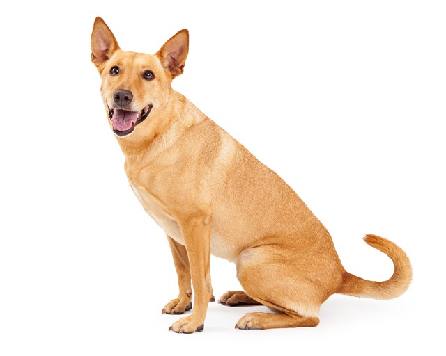 photo of a carolina dog