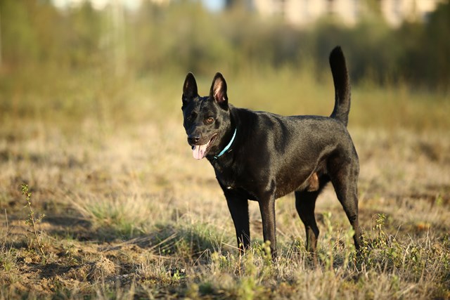 photo of a dutch shepherd