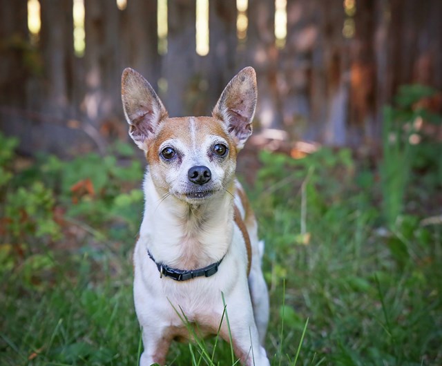 photo of a rat terrier