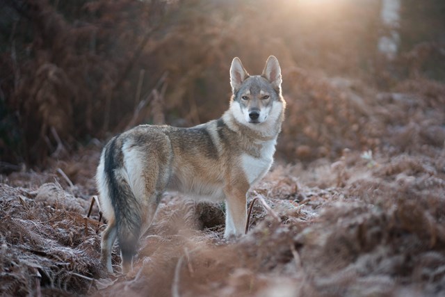 photo of a tamaskan